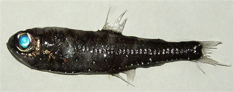 lantern fish|Benthosema glaciale .